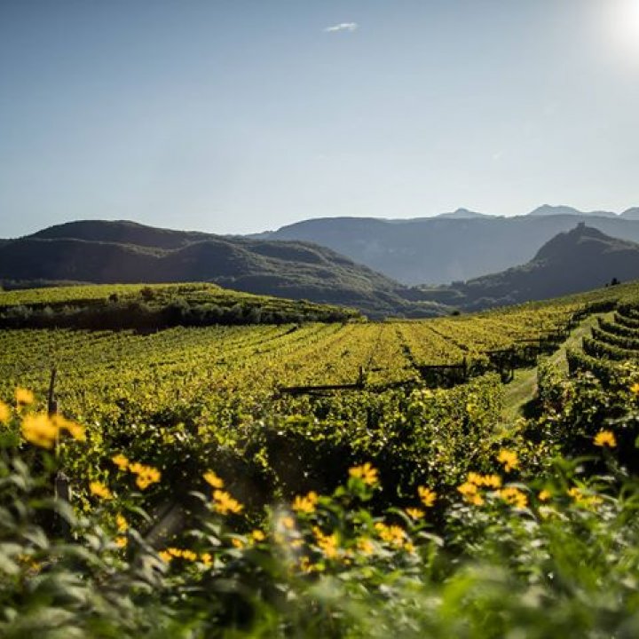 Südtirol Wein - Vini Alto Adige